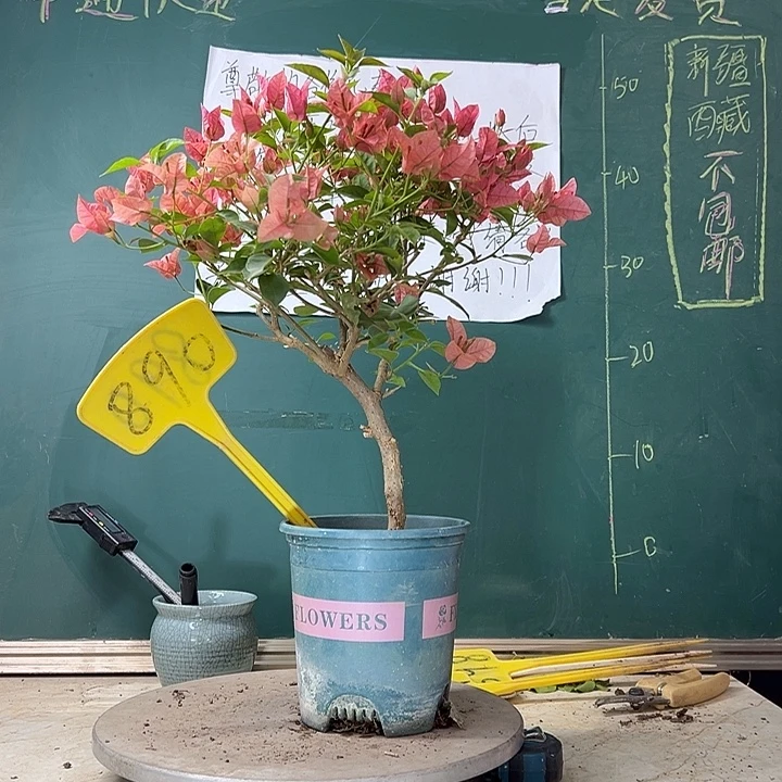 当前无花栽培后可以开花酒红890