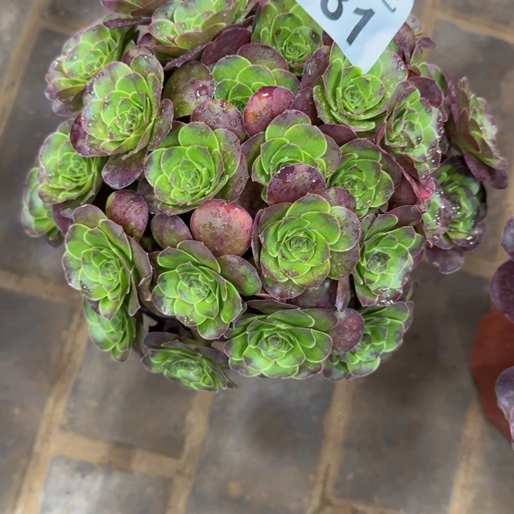 ℡****魅金玫瑰丛林931肉肉