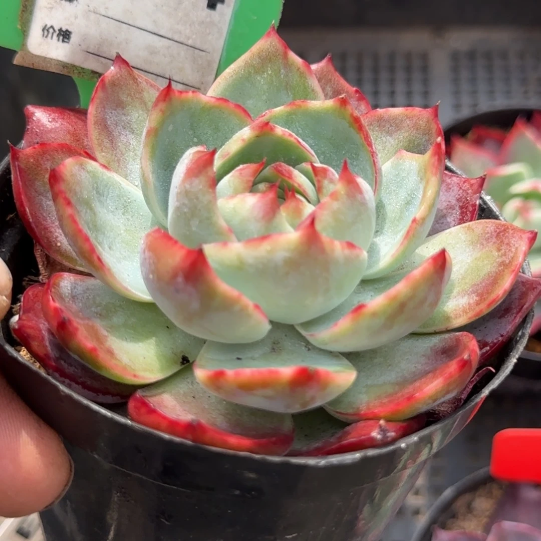 惊鸿一物一拍包装收缩花旱954