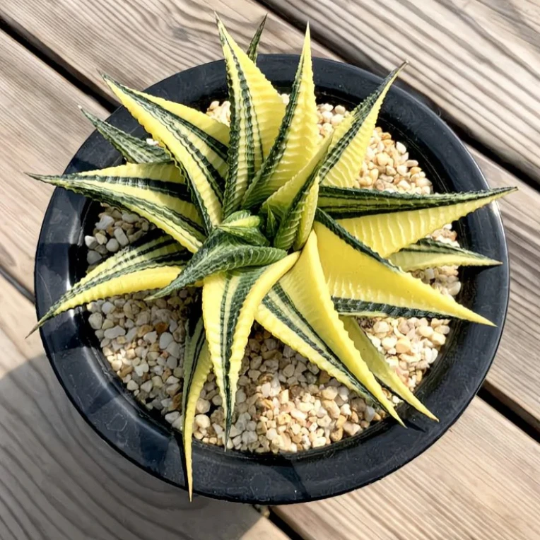 古迪锦多肉植物条纹属科