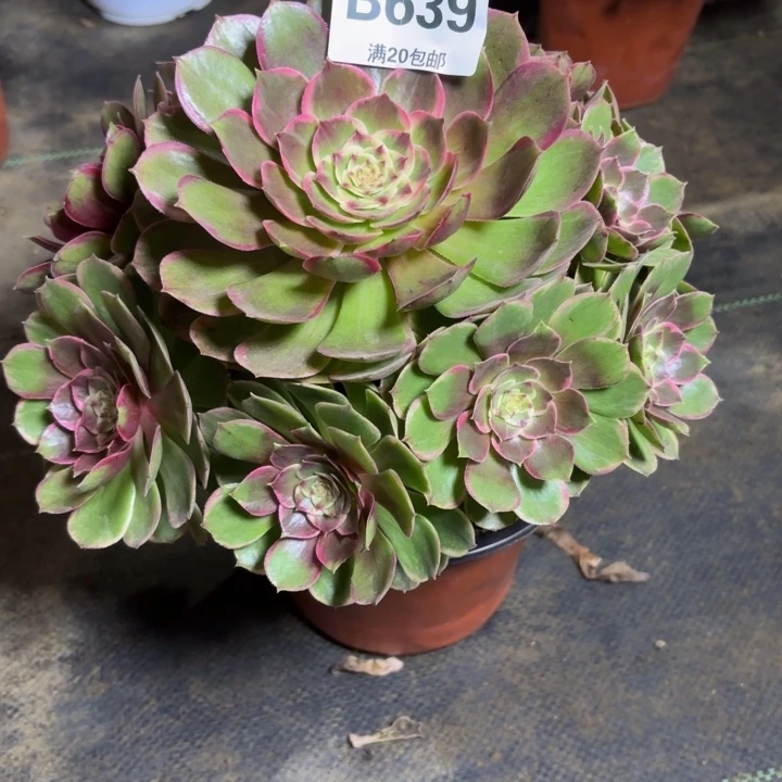 瑞妈，，。。。。639花妖，