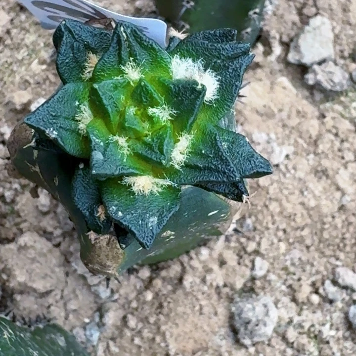 @***@无花朵福利苗接龙角099