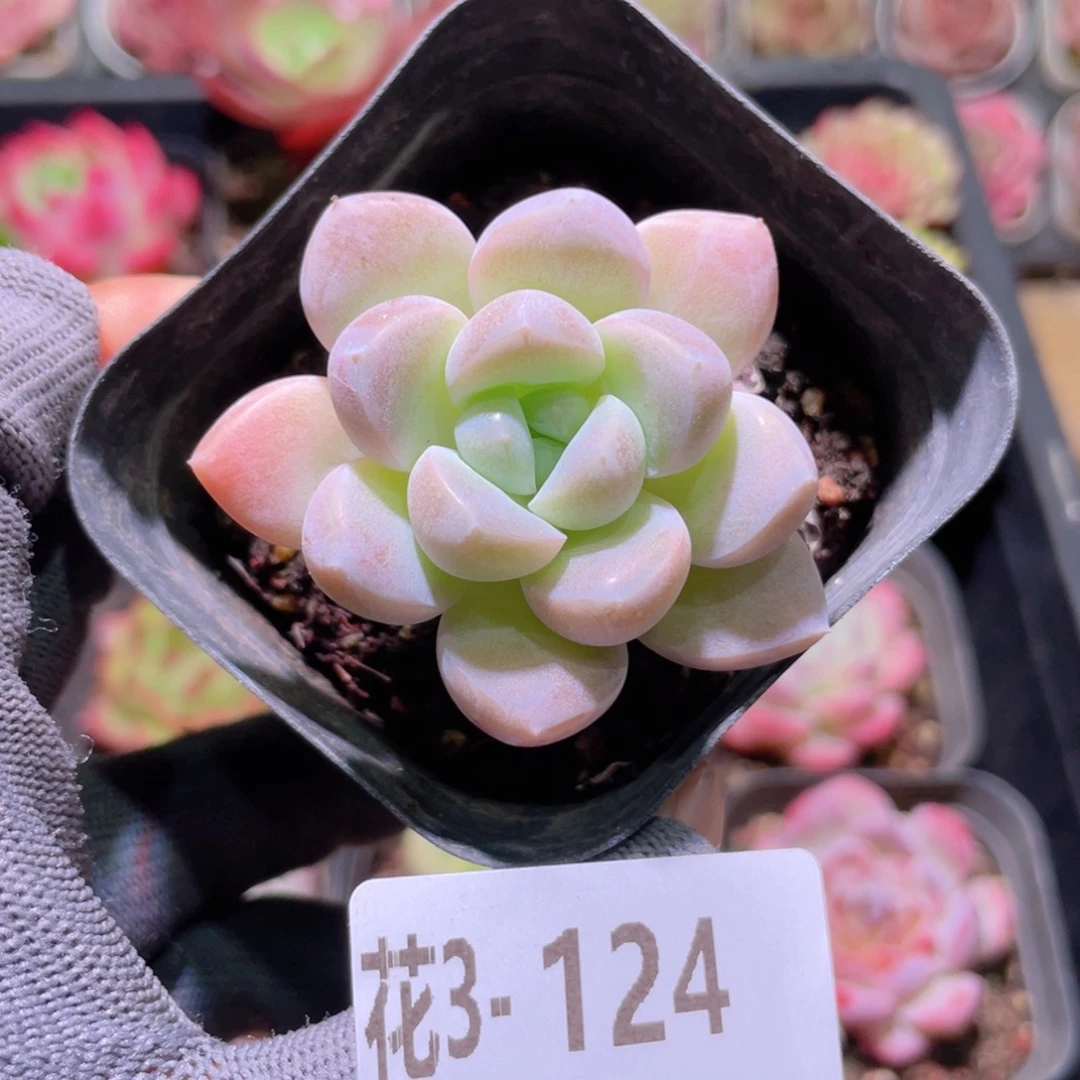花利美3-124奶糖