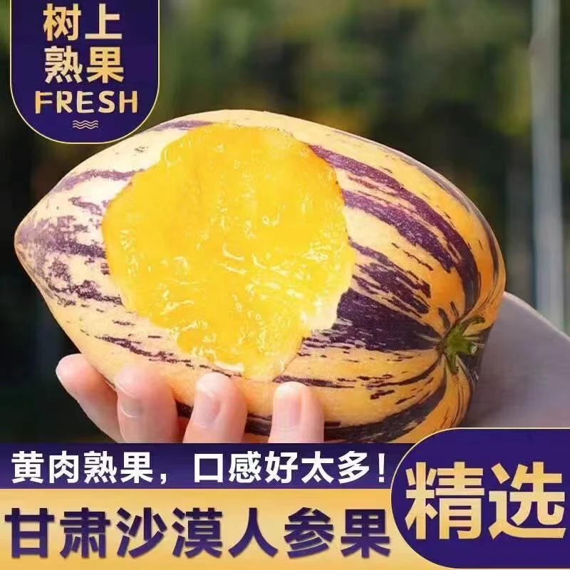 【树上熟】甘肃民勤沙漠人参果应季新鲜水果低糖多汁新鲜采摘