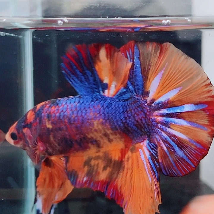 斗鱼黑227号巨斗将军