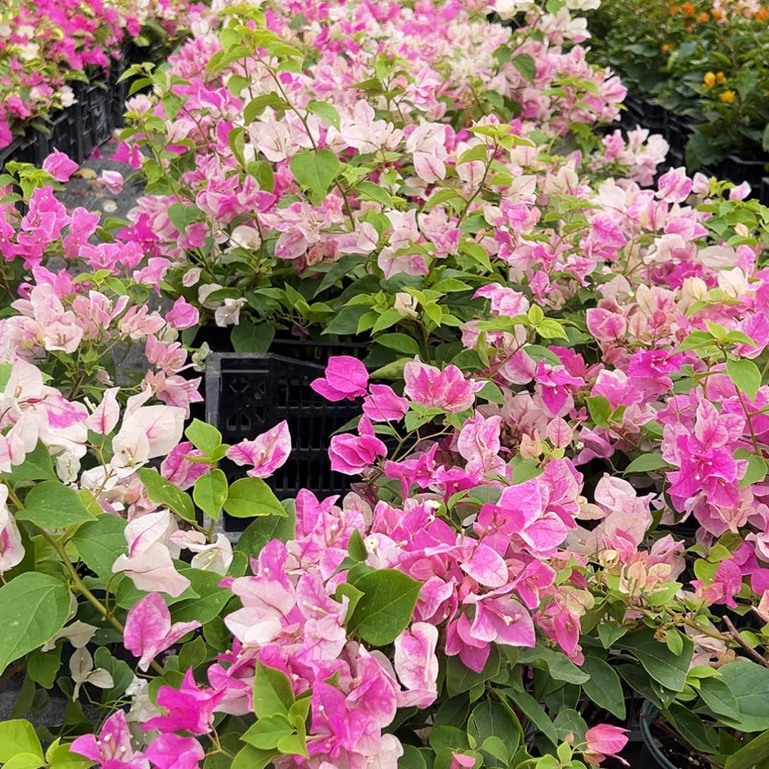 大部分花苞少量开放漳红樱掌中宝一棵