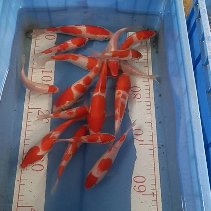 海水鱼顺丰包邮开箱包活2