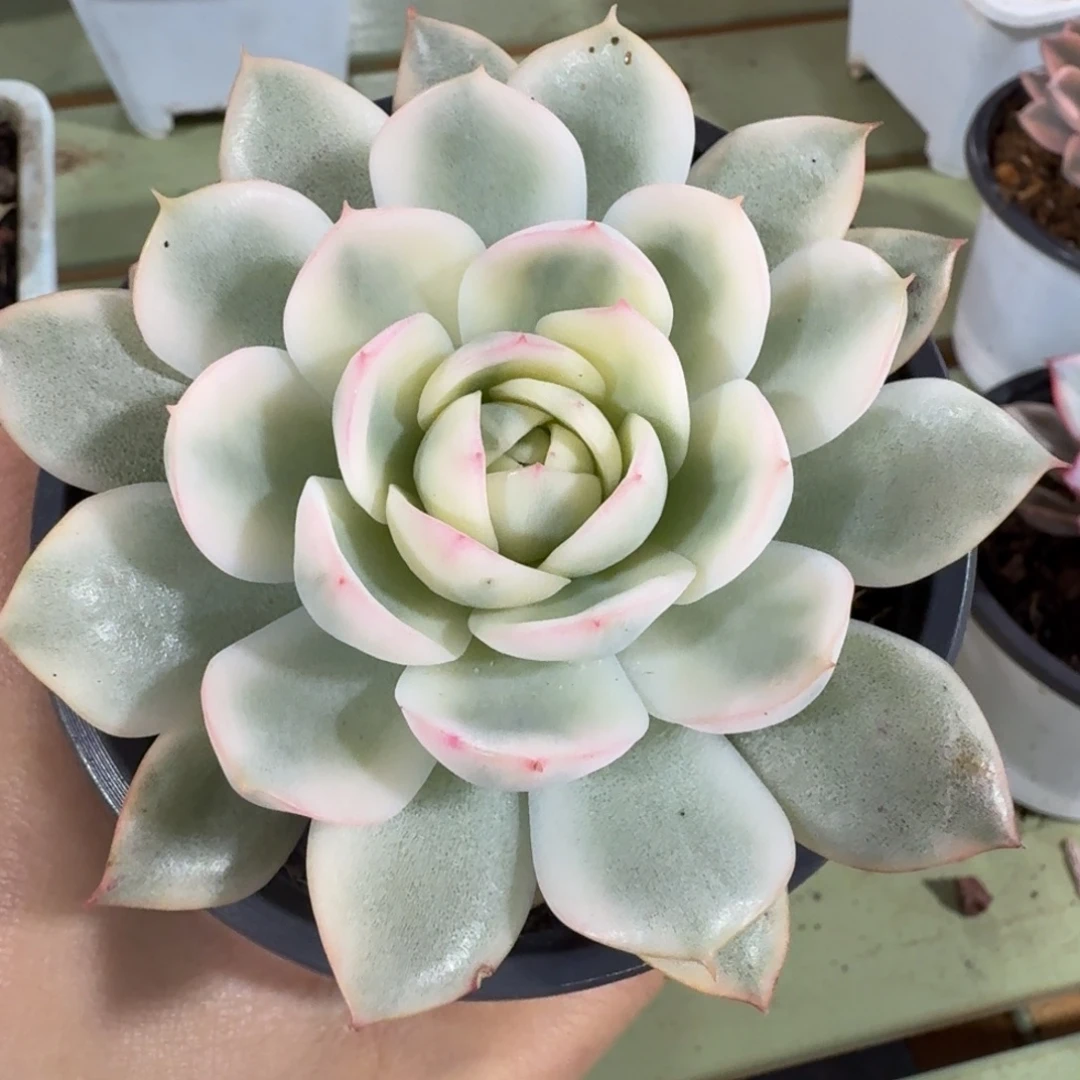 韩水晶锦，锦上园艺一物一拍
