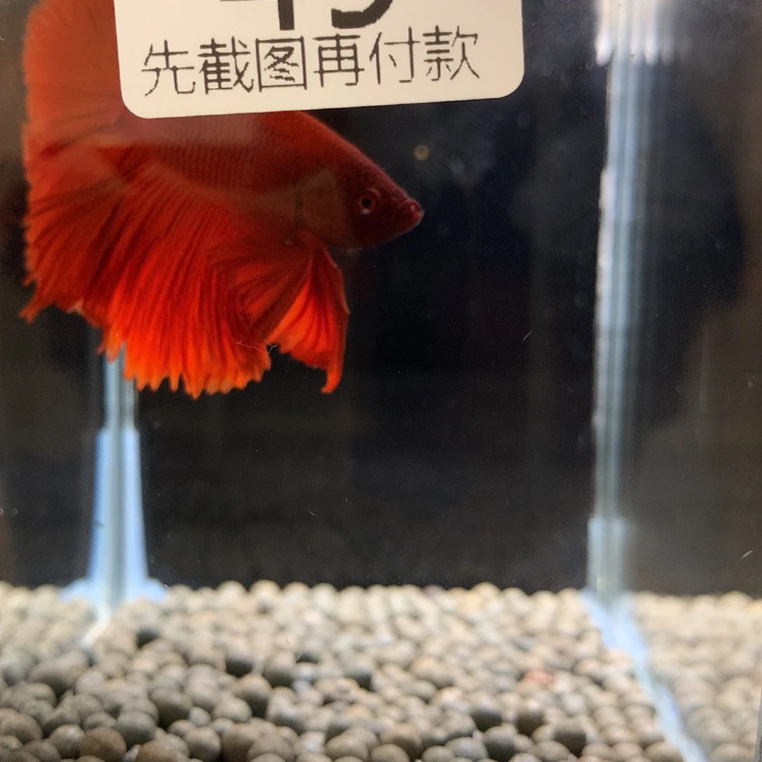 ❀***声海水鱼七弟泰国鬥魚49
