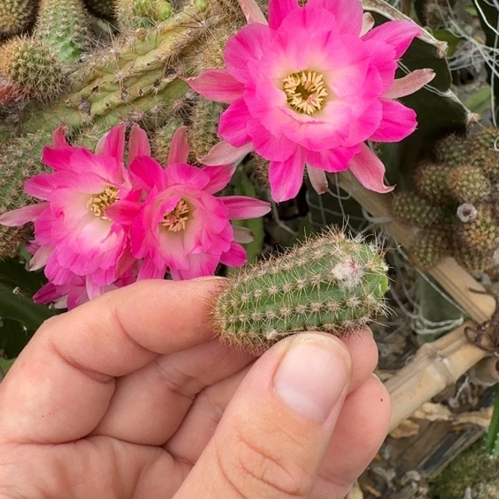 328白檀特鲁迪无根很小3个，20包邮