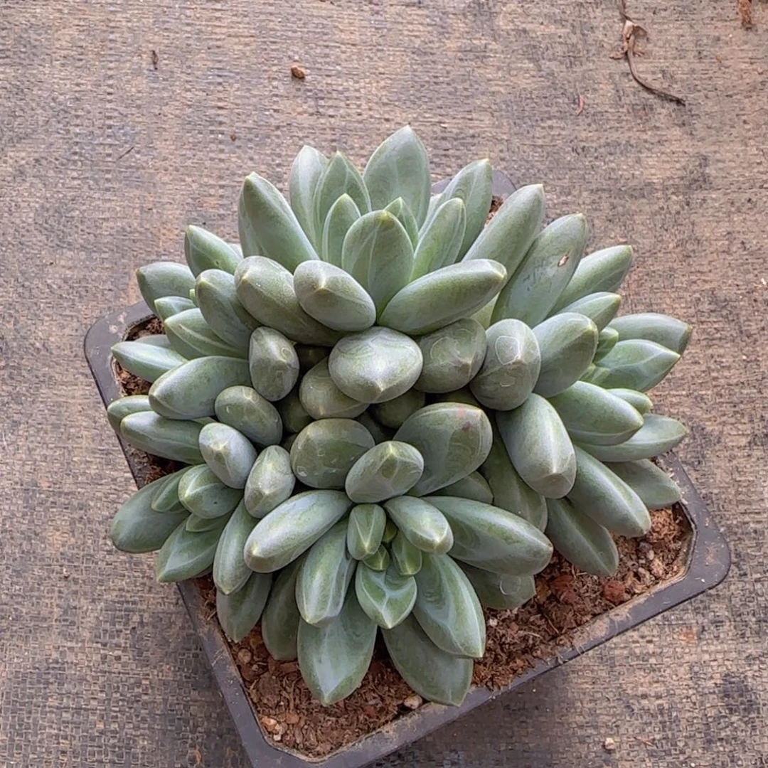 心***事多肉植物多肉植物