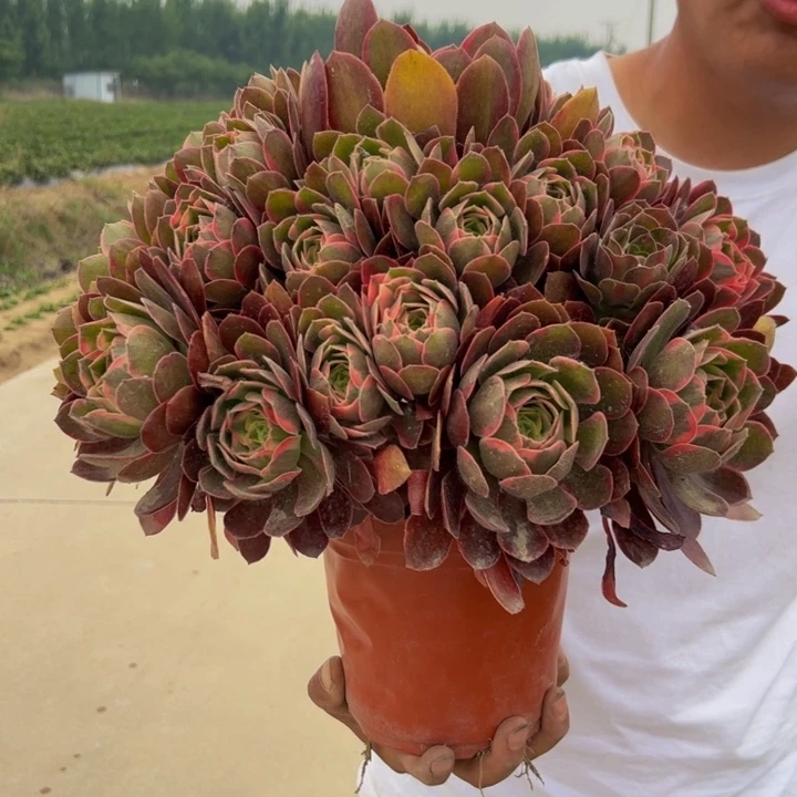 35.8粉女妖一棵包邮