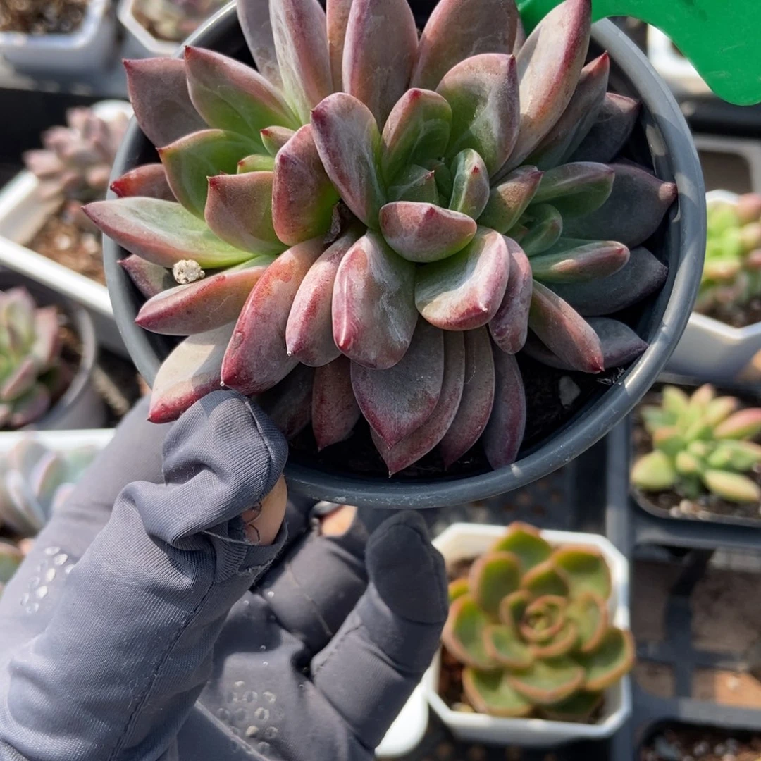 912夜魔侠多肉葡萄