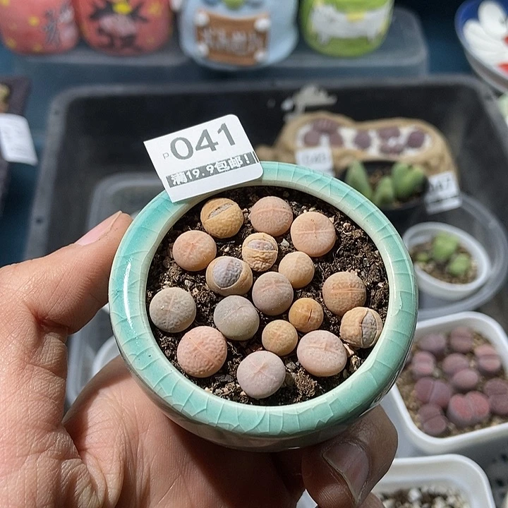 41大舅生石花肉锥多肉