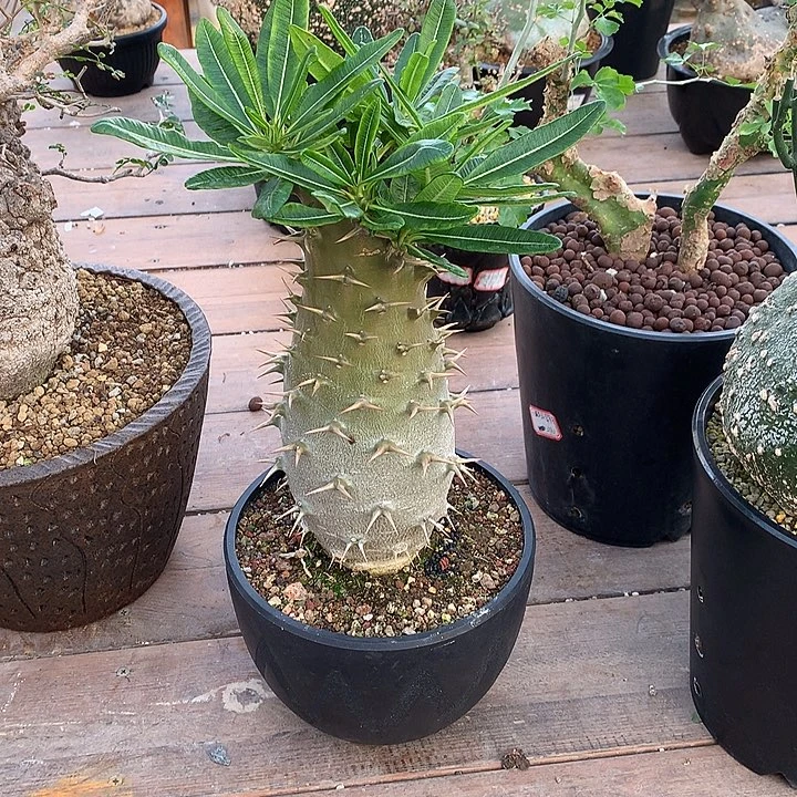 安博棒槌8888888888