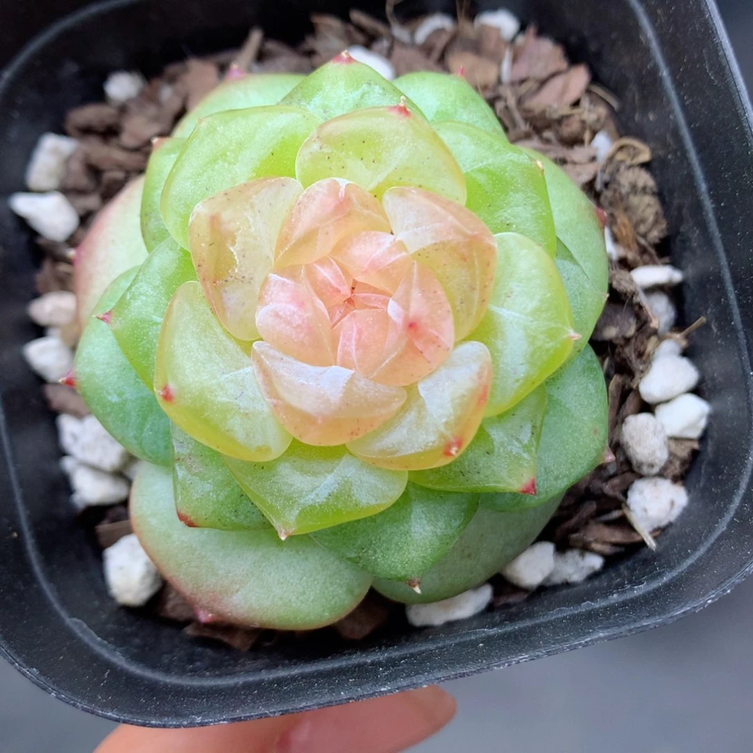 58包邮  群生不包整10