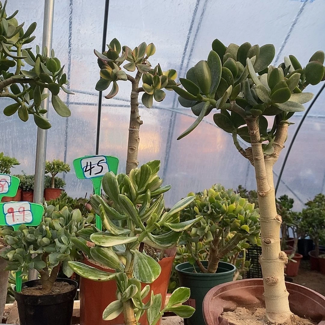 呼***呼完全开放三色玉树一物一拍