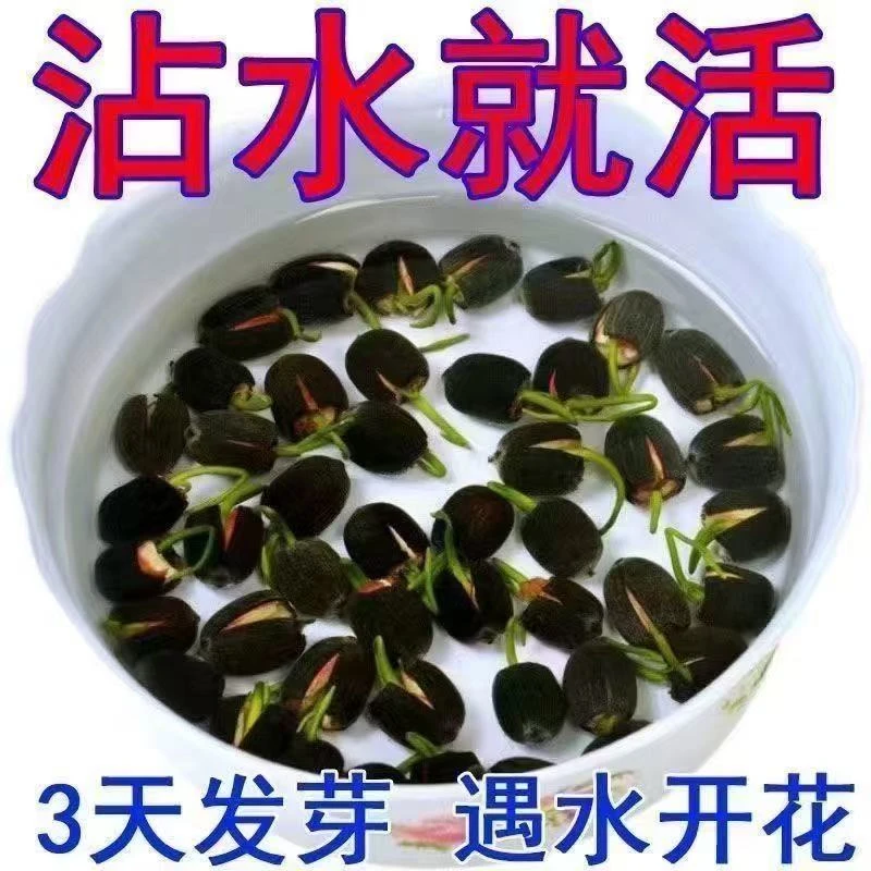 【7天发芽】碗莲种四季开花水培水养绿植物睡莲荷花无土盆栽花卉