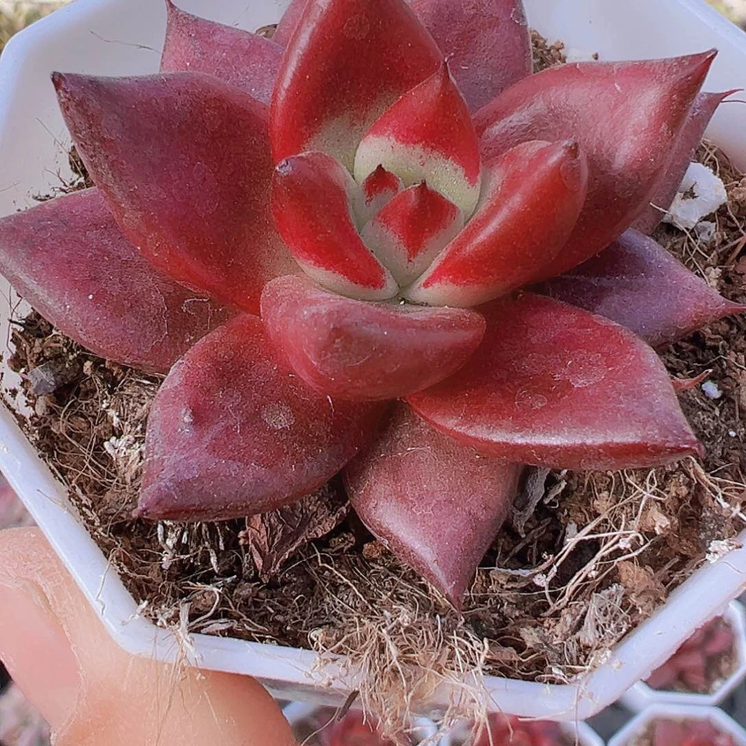 红灵魂19包邮多肉植物