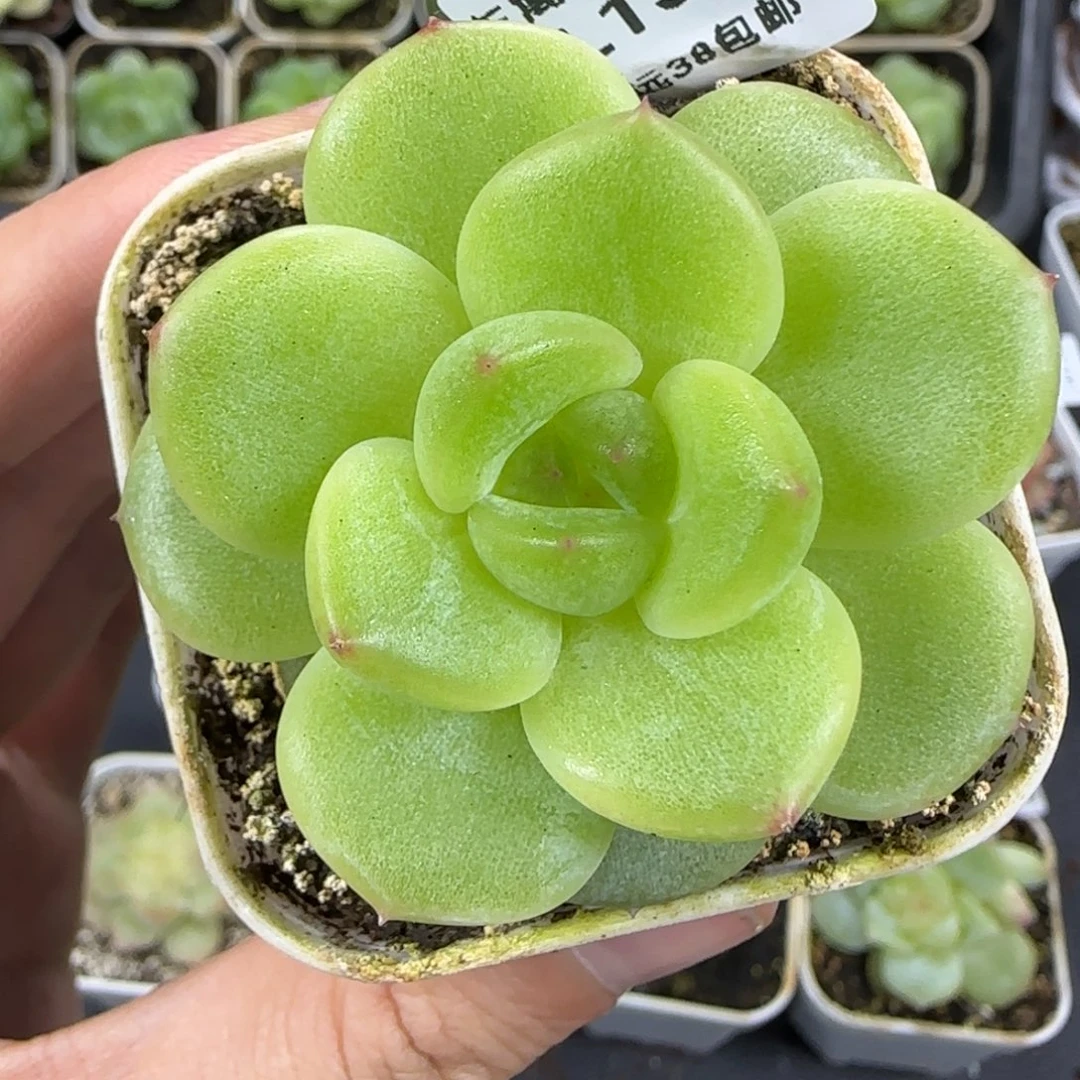 150东篱下多肉哈哈哈哈哈