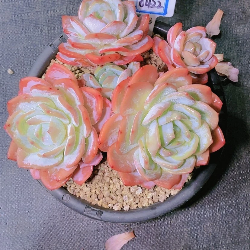 【闪购商品】田*0422