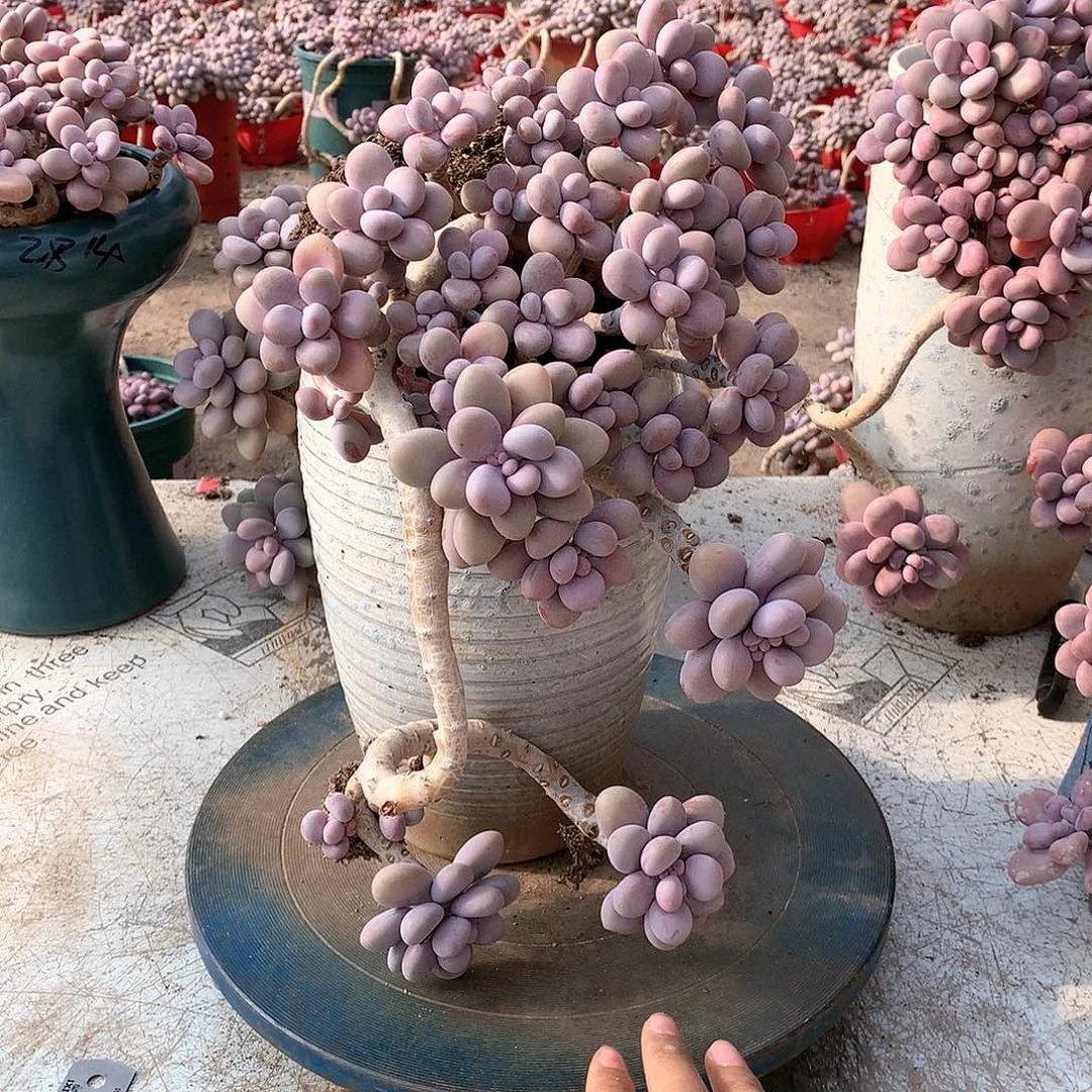 7一物一拍桃蛋老桩有蹭头