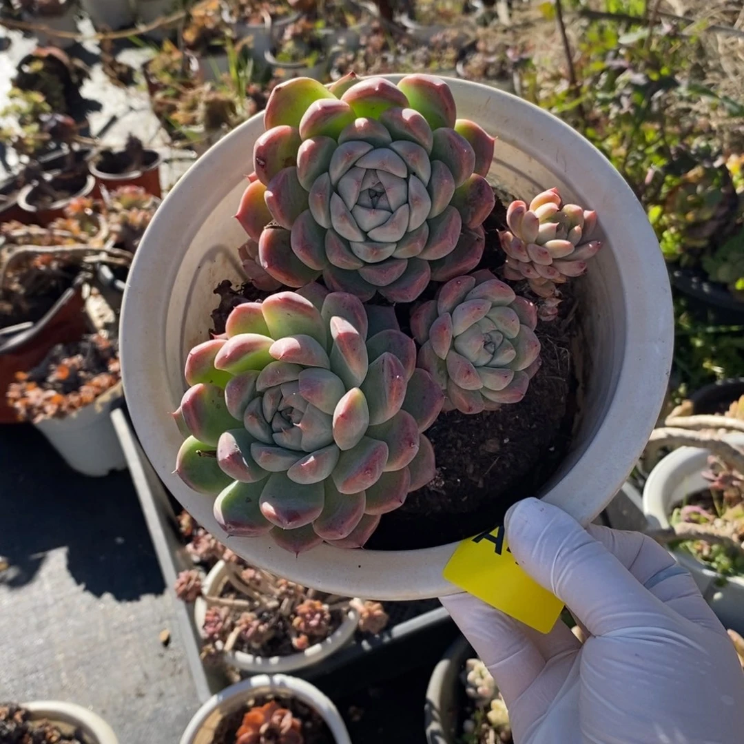 478西施多头一物一拍