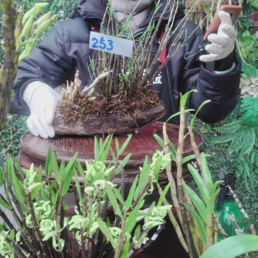 253姬竹叶虎牙花卉植物微景观