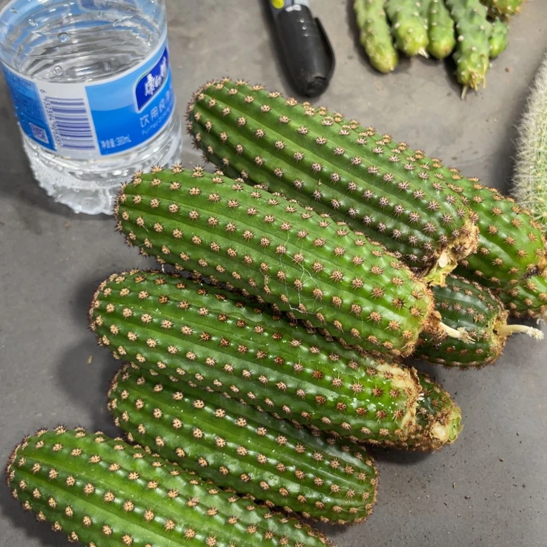 进口金妞金1侧芽一个