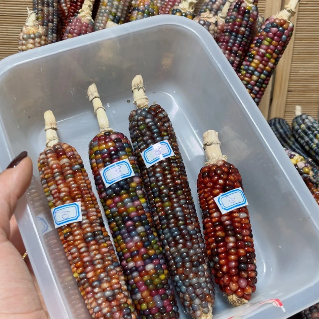 娜****直播间七彩文玩玉米不退换