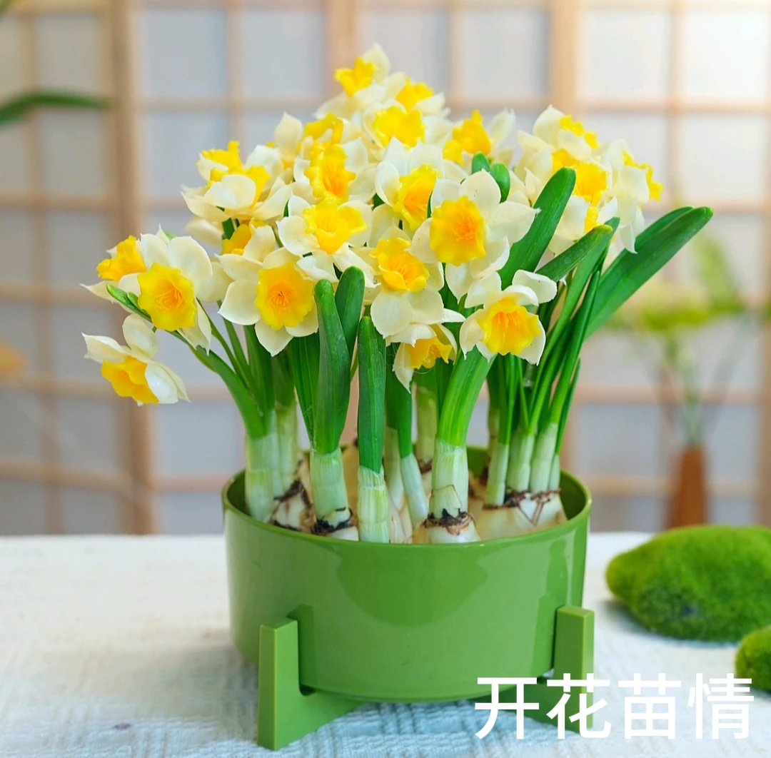 【5-7颗】带叶芽水仙花绿植年宵花卉漳州水仙室内盆栽水养花卉