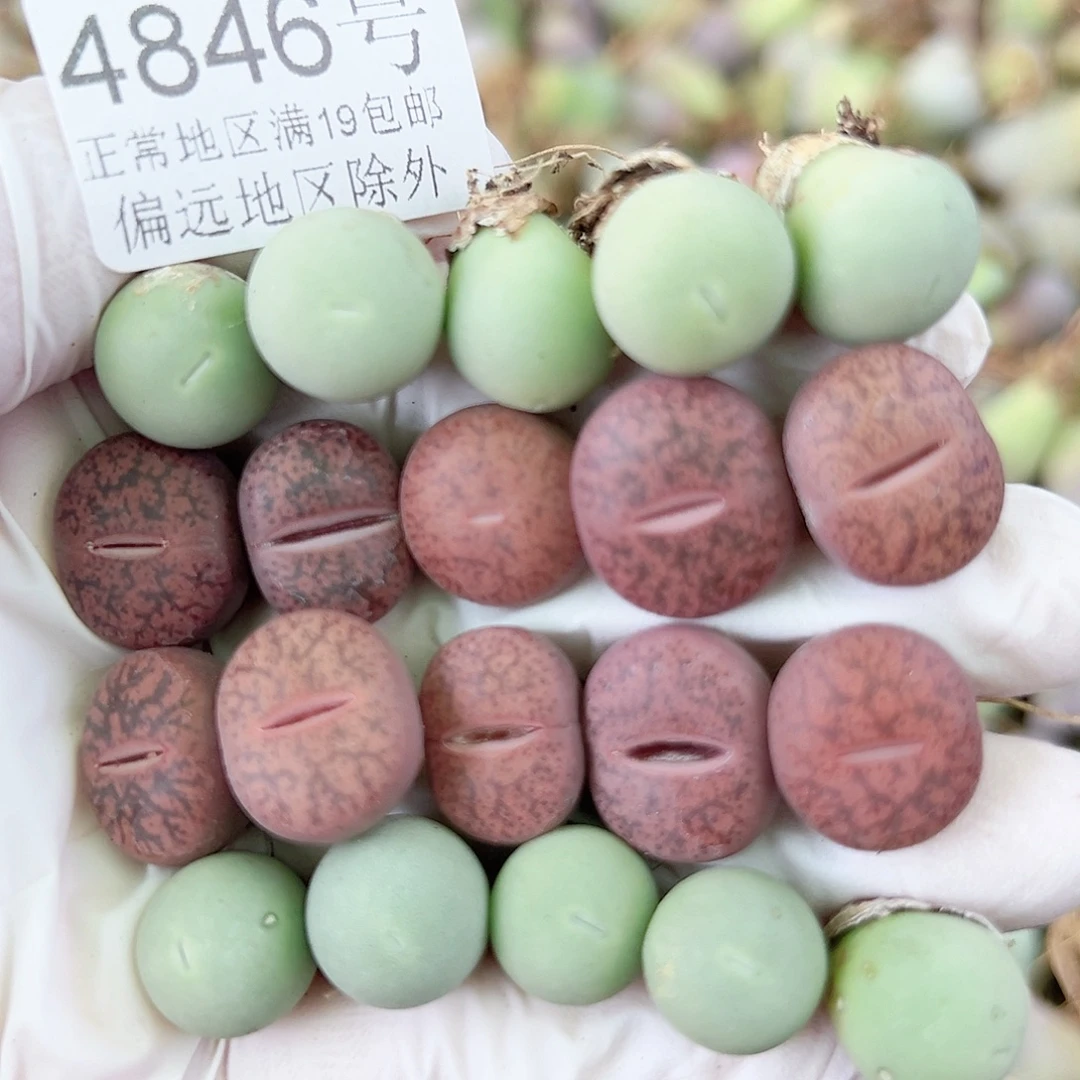 4846 好养易活生石花大母本20个1cm左右比较小特价出