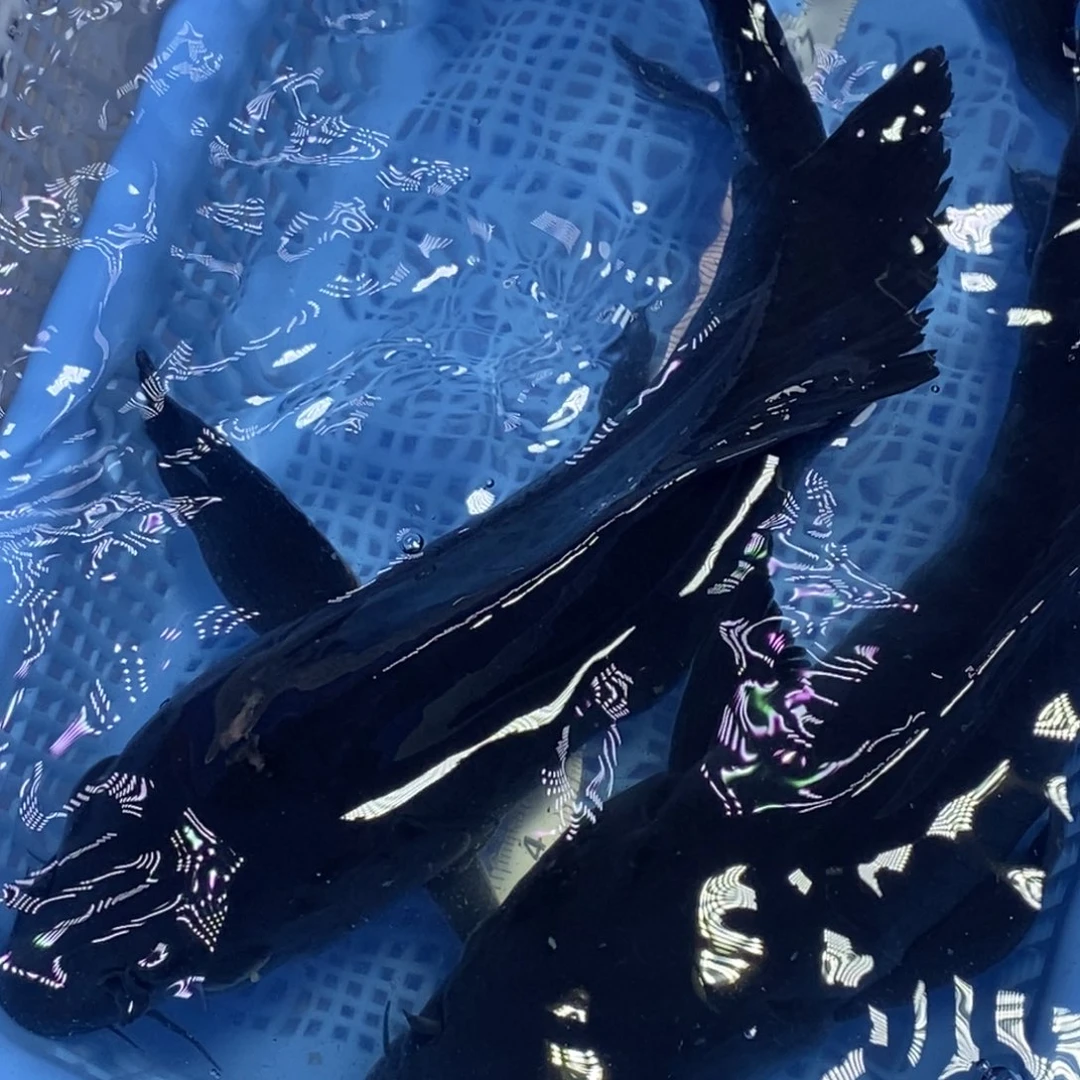 锦鲤冷水锦鲤包邮