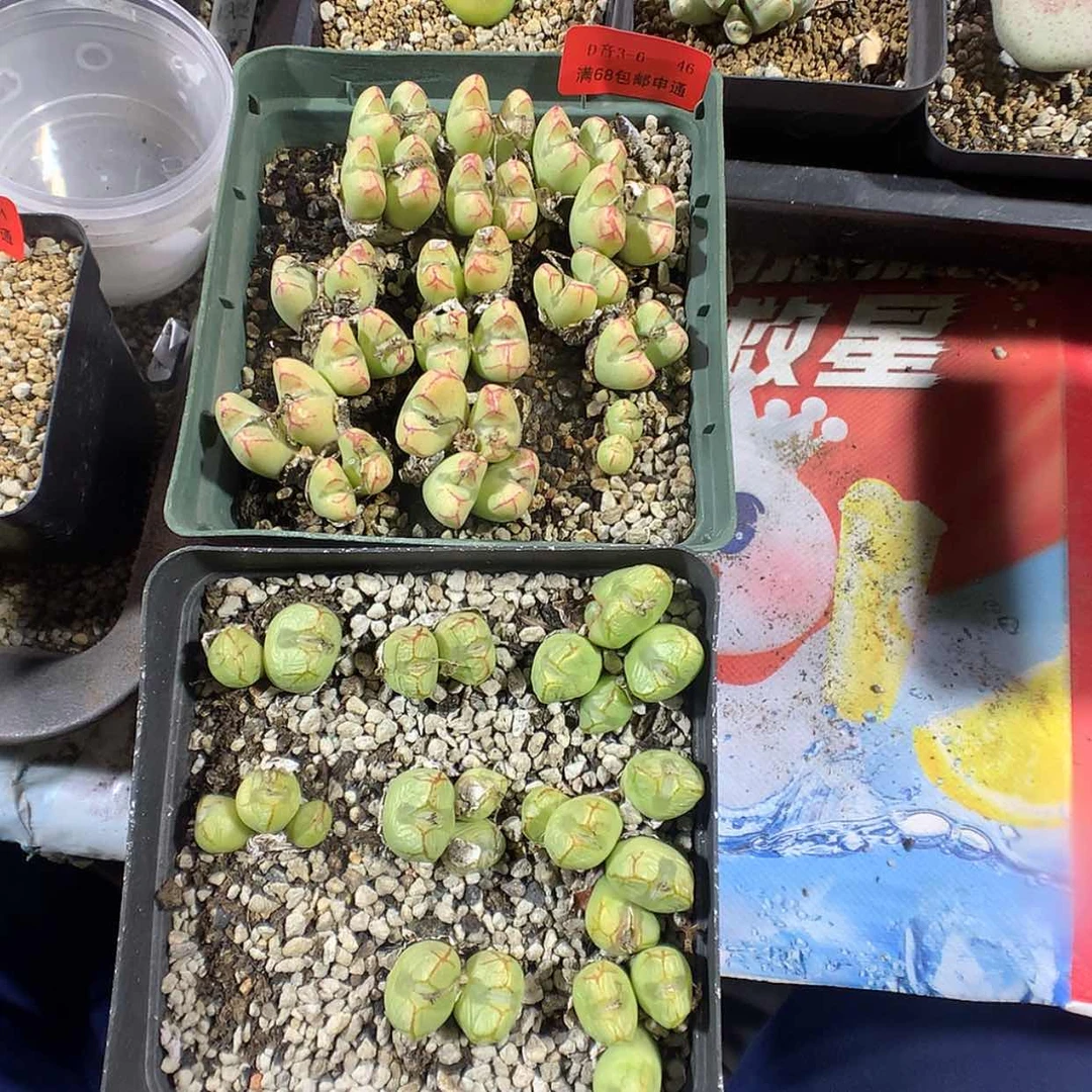 【闪购商品】3-6-46 瑕疵组合2盆 170 ph