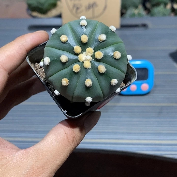 端***哥琉璃兜实生脱土发货