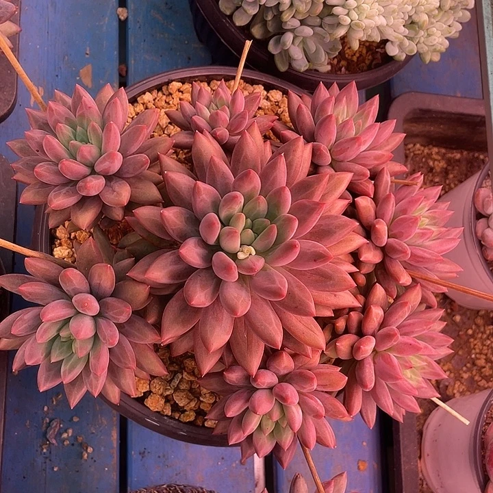 无砍捧花虞姬美人多肉