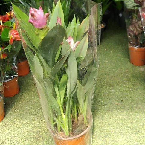 完全开放带花姜荷花