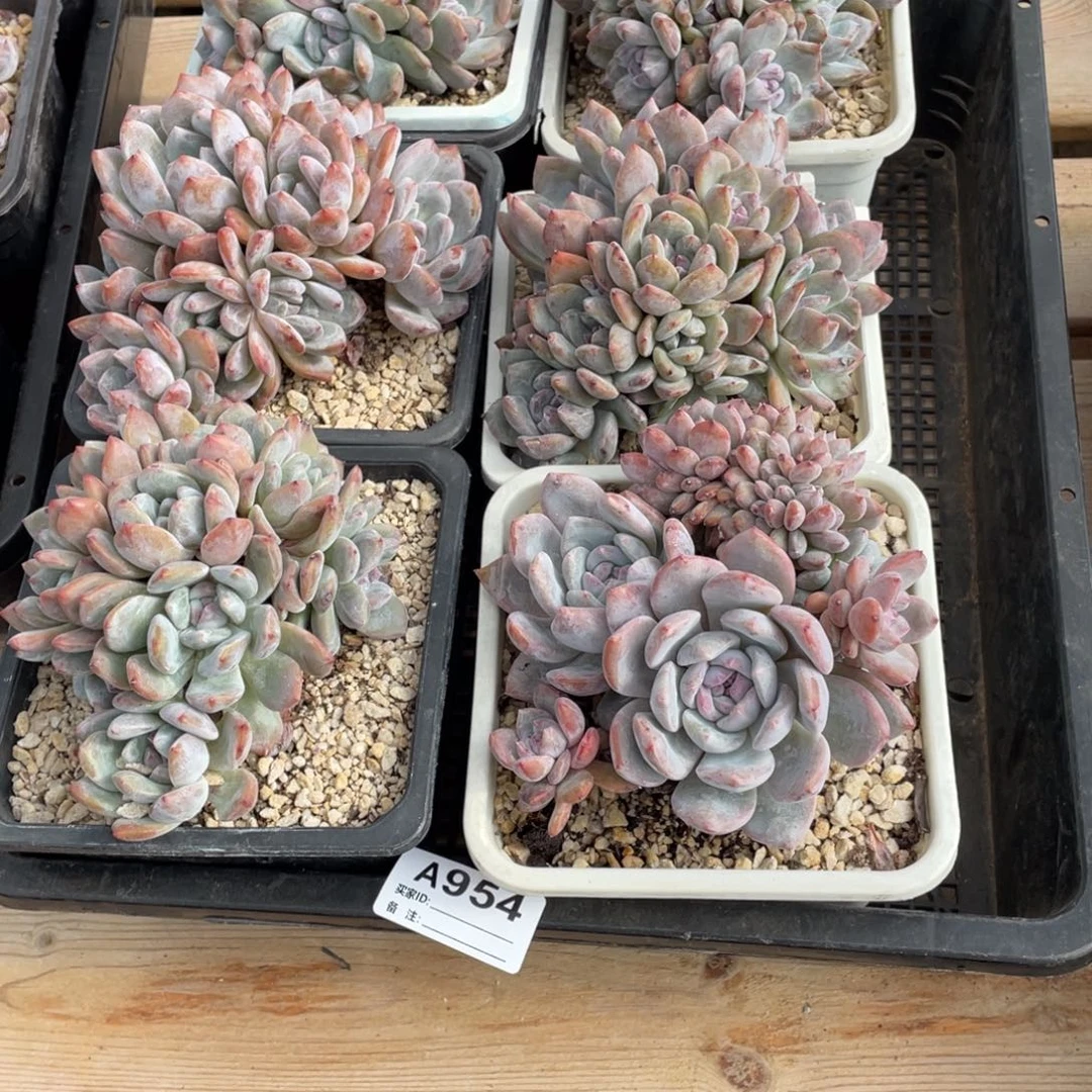 **** A954静好多肉园艺