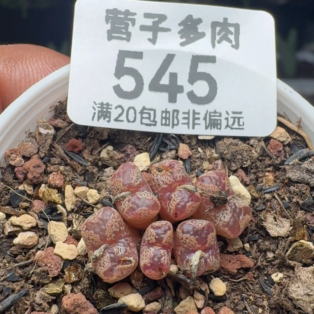 蝴蝶勋章带盆土6头