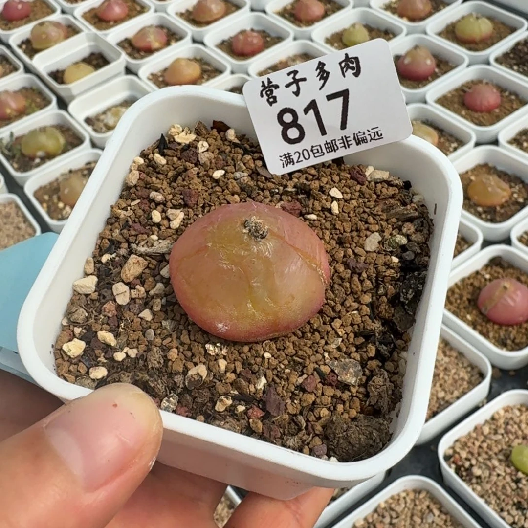 817灯泡带盆发货尺寸2.8