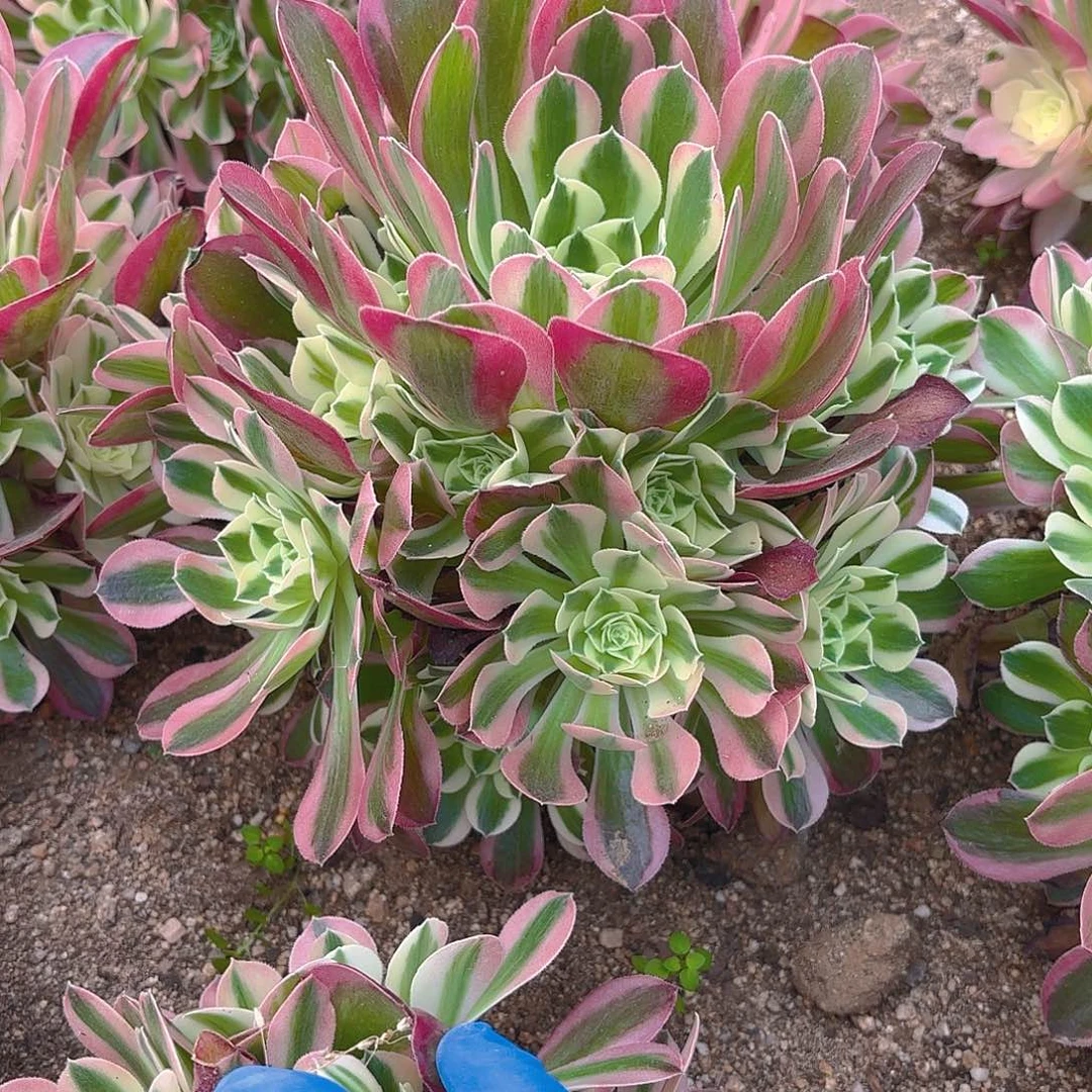 粉水晶手捧三号点燃希望