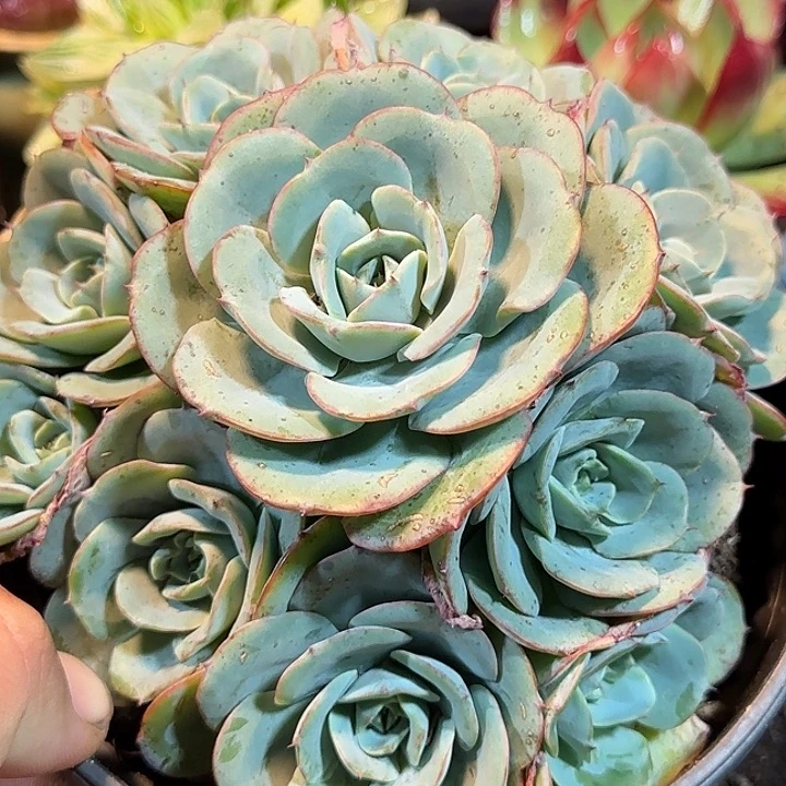 奶油黄桃惊鸿一物一拍包装收缩花旱