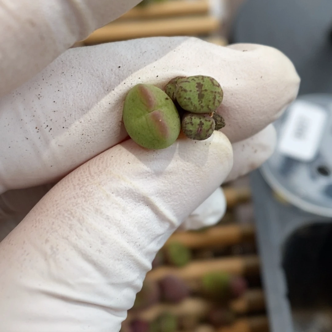 多肉植物肉锥杂交K-999 开播