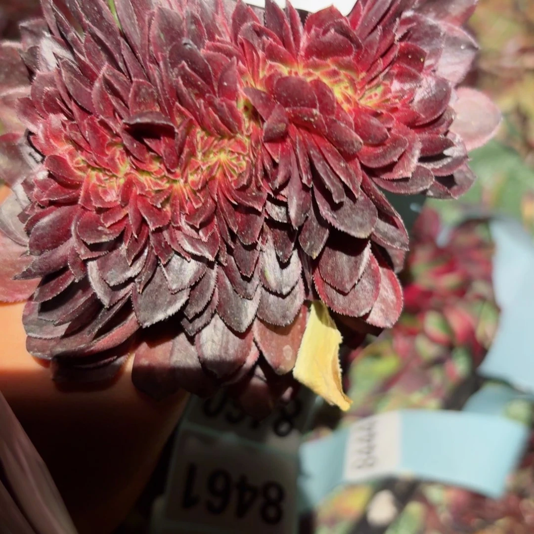 你8458 号多肉法师特价没有根