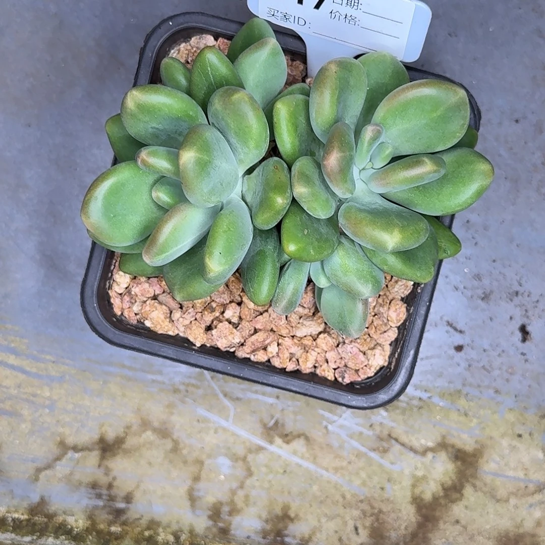 817多肉植物多肉植物