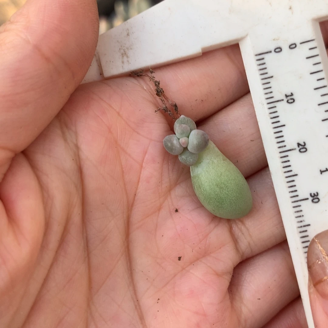 米可奶 不凑满28元发一片叶 不售后 到付