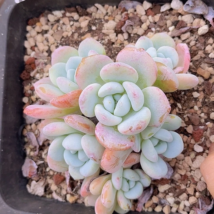 冷香2358多肉植物