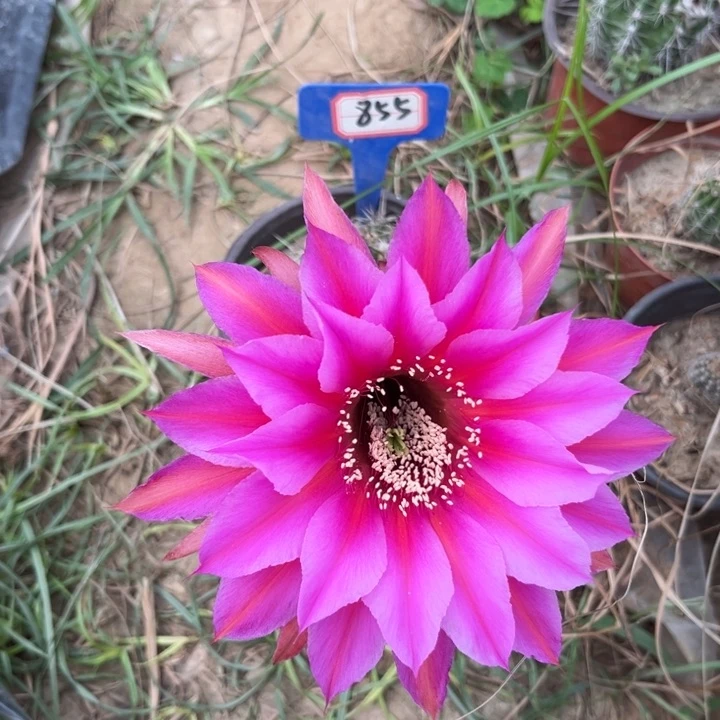 855。实生彩草。。。