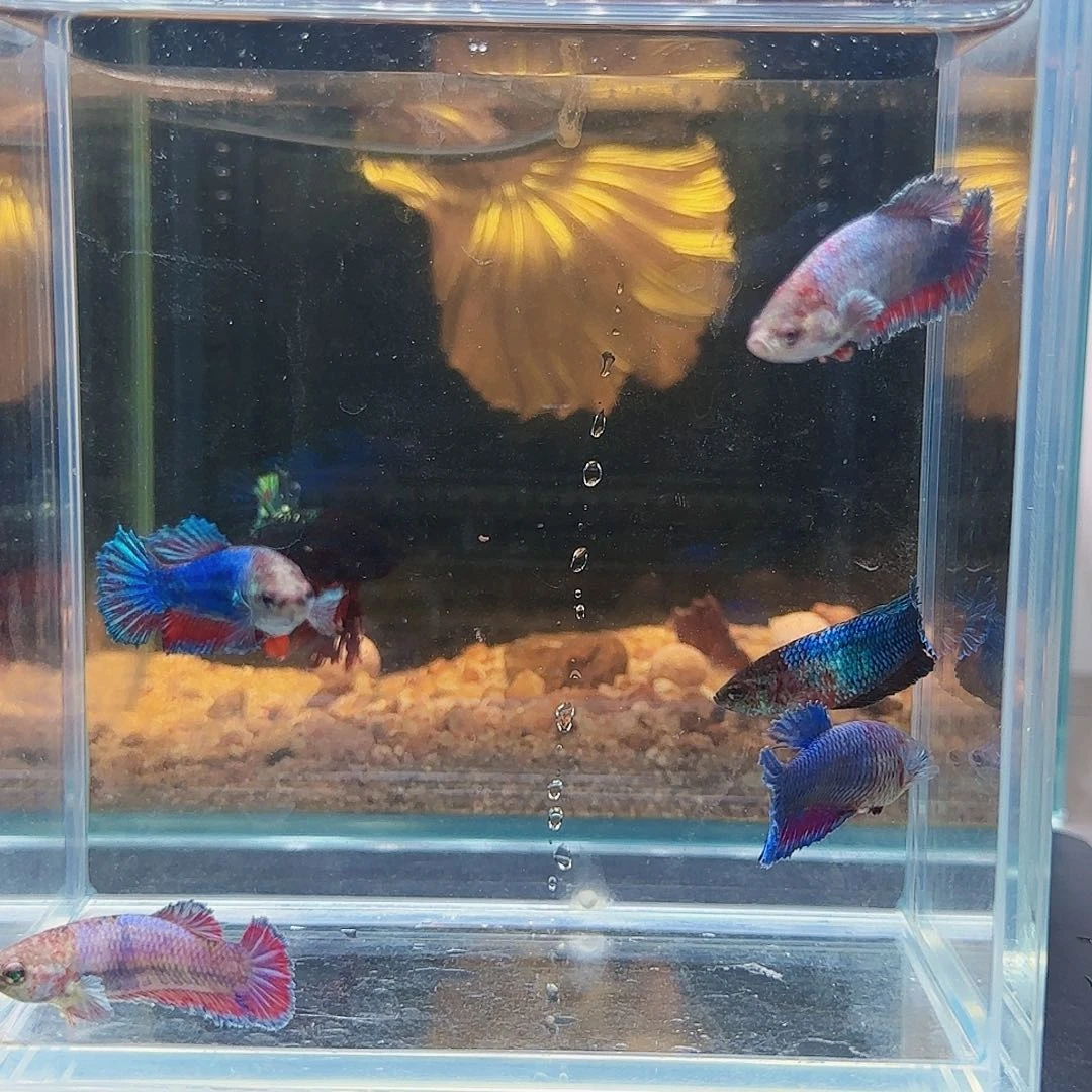 斗鱼活体观赏鱼好养耐活