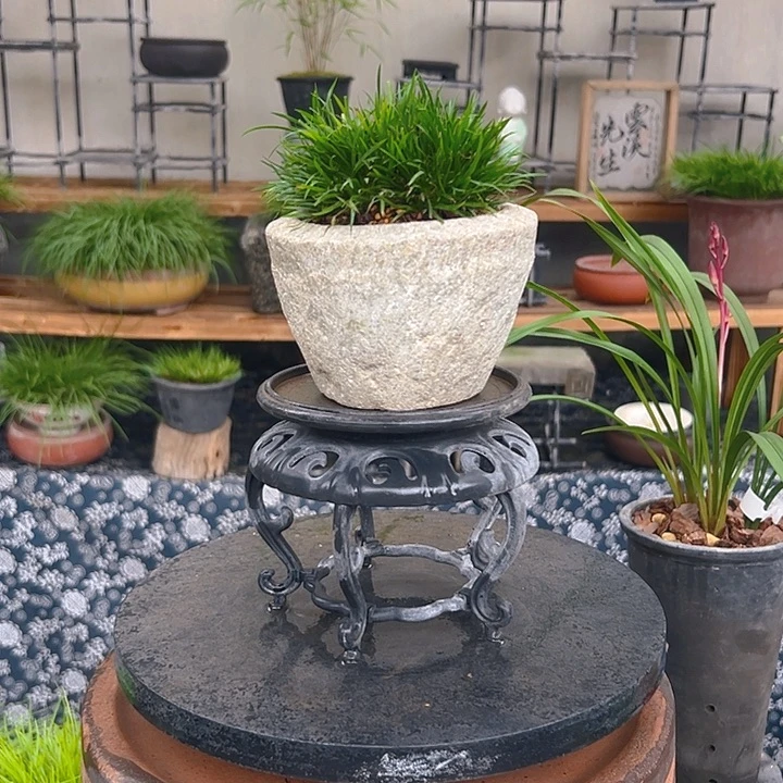 无花朵石盆金钱菖蒲盆景
